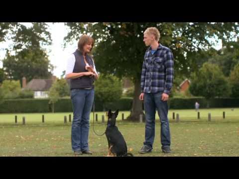 Teach walk on a loose lead