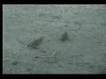 9.27.07 6.07pm Nkorho Double Banded Sandgrouse 9.27.07 6.07pm Nkorho Double Banded Sandgrouse