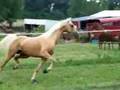 AMERICAN SADDLEBRED STALLION--OWENS' GOLDEN HOT ROD
