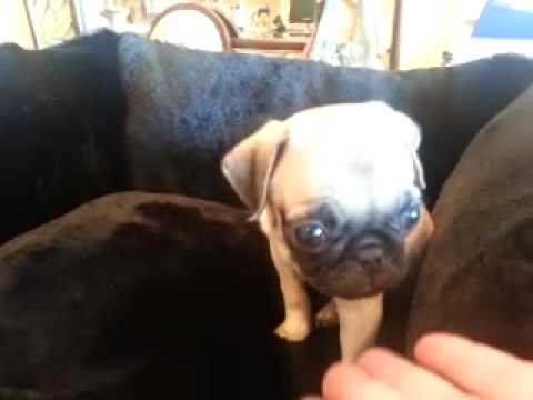 FULL OF LIFE, LITTLE FAWN PUG FEMALE!