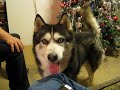 My huskey wants attention.