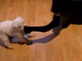 Bichón Frisé video