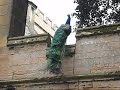 Lord Byron Newstead Abbey