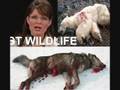 videos de SARAH PALINS TERRORIST TIES TO ALASKA INDEPENDENT CULT