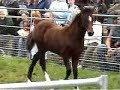 HORSE AND PONY AUCTION IN HAY ON WYE, WALES