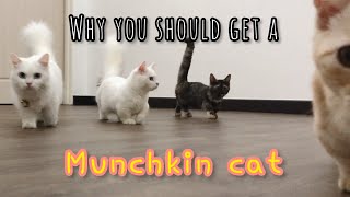 Reason why a munchkin is the right cat for you | alasan kenapa kucing munchkin terbaik untuk di bela