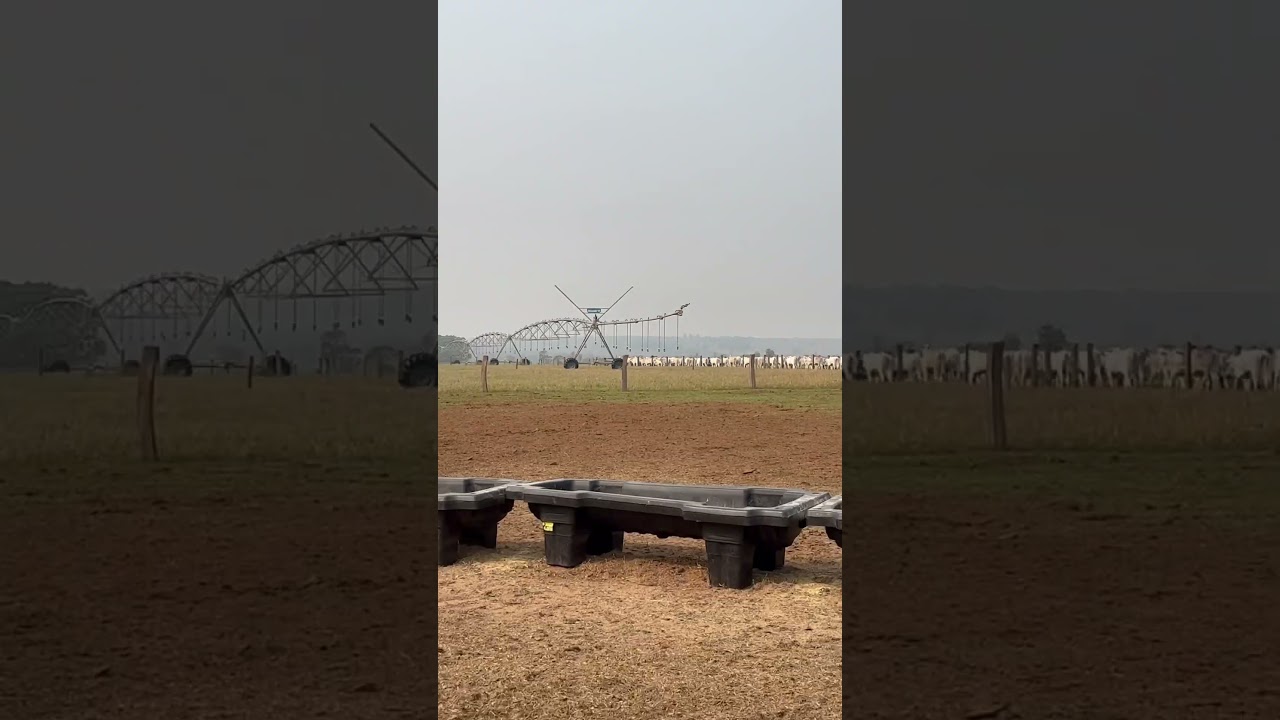14 CABEÇAS POR HECTARE #irrigacao #agro #pivocentral