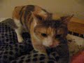 Munchkin cat Chiyo  &  Chopper 4 