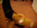 videos de DeMarrice Green Chihuuaha humpin a bear