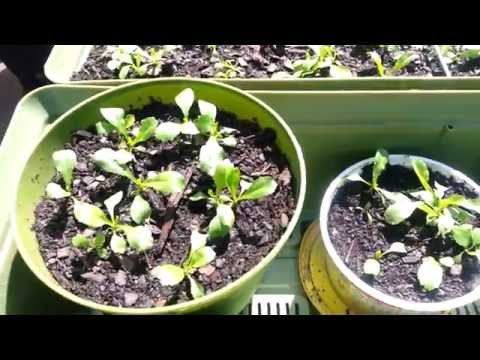 how to grow eryngium foetidum