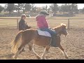 Seatwork on the Lunge