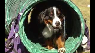 Happy Campers-The Furry Faces of Camp Dogwood