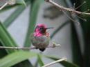 HUMMINGBIRDS FIGHT FOR BRANCH HUMMINGBIRDS FIGHT FOR BRANCH