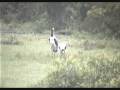 videos de Saddlebilled storks eat a frog at Nkorho