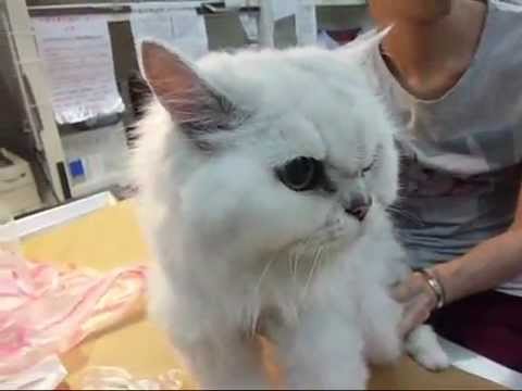 how to treat ckd in cats