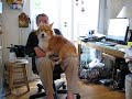 kaley corgi gets daddy\