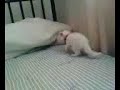 cutest kitten ever