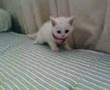 cutest kitten ever