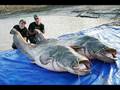videos de El Siluro  mas grande pescado en Caspe?
