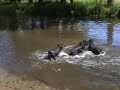 Vrij aan de Dommel-zwemmen