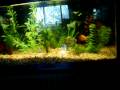 fish 001 fish 001