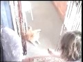 Cat plays fetch Cat plays fetch