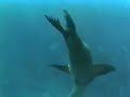 Seals Swimming Underwater