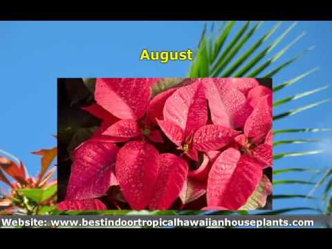how to care euphorbia plant
