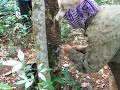 Cambodge L'hévéa