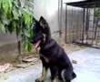 belgium shepherd puppy hayatabad