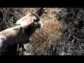 Taos Bighorns.mp4