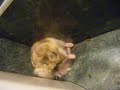 Hamster Licking