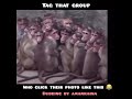 The Best 19 Images Funny Monkey Group Photos