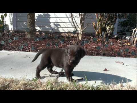 Day 32 – Mocha’s Chocolate Labrador Puppies Play Outside After Their Veterinarian Examination