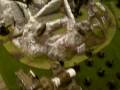 Warhammer 40k - 3500 point Forces of the Imperium vs Tau