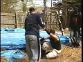botchamania ptp style (phwwrestling203)
