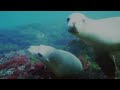IMAX UNDER THE SEA 3D (Documentary, Rated TBA) Release Date 13th February 2009 An underwater look at the diverse coastal regions of Southern Australia, New Guinea and the Indo-Pacific areas and the impact of global warming on the oceans.