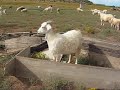 Goats goats goats!