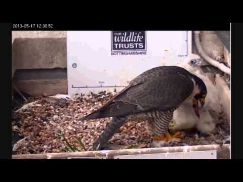 feeding time - 5/17/2013 Edited video, 3 1/2 minutes. Chicks are getting so big and are moving around more. Feeding time.