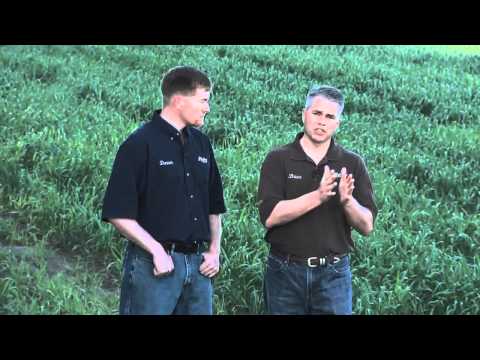 how to fertilize soybeans