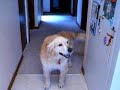 Sparky Dog Speaking