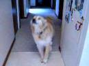 Sparky Dog Speaking 1996-2009 :-(