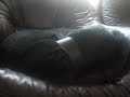 Giggsy Dreaming