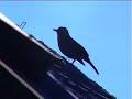 Birds and bees (Beth Gibbons - Mysteries)