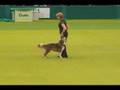 Ginnie performing at Crufts 2007