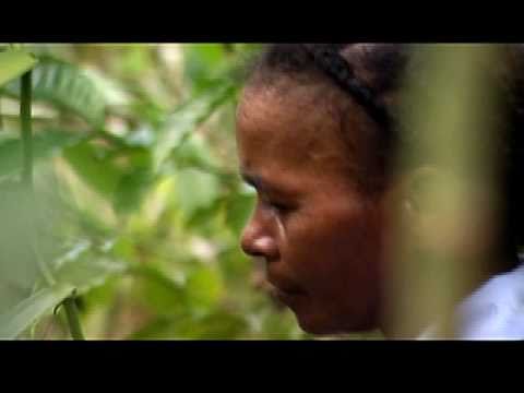 how to harvest vanilla