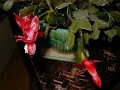 Arduino Time Lapse Christmas Cactus Take 2 Arduino Time Lapse Christmas Cactus Take 2