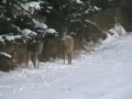 Rehe äsen im Winter an Tannen Januar '09