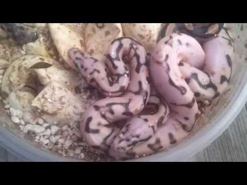 YouTube reptile video