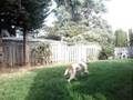 Bolio Girl Playing Fetch